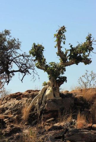 Ficus tettensis after attacks