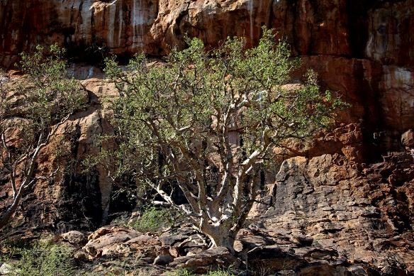 Ficus tettensis, the small-leaved rock fig