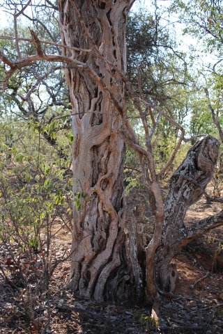 A strangler fig in action
