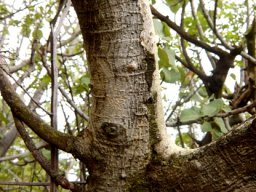 Ficus abutilifolia stems