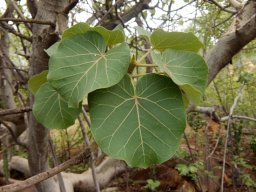 Ficus abutilifolia