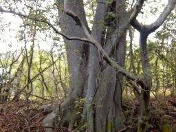 Ficus burkei