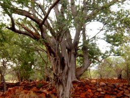 Ficus burkei on the wall