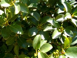 Ficus burtt-davyi