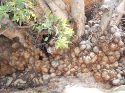 Ficus cordata subsp. cordata stem with crown gall