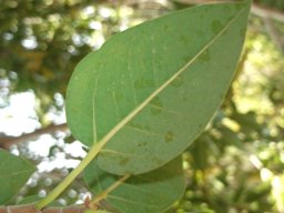 Ficus cordata subsp. cordata leaf