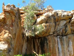 Ficus cordata subsp. cordata up a cliff