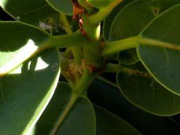 Ficus ilicina near a stem-tip