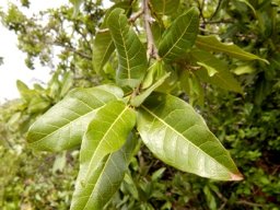 Ficus ingens green leaves