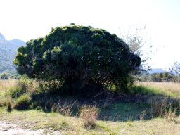 Ficus ingens