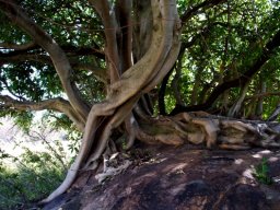 Ficus ingens art