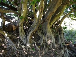 Ficus ingens using pluralis majestatis