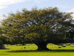 Ficus natalensis