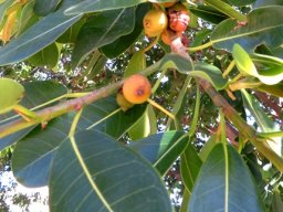 Ficus