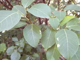 Ficus polita