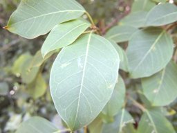 Ficus polita leaves