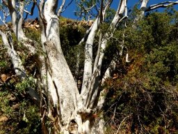 Ficus salicifolia, wondering about the wonderboom