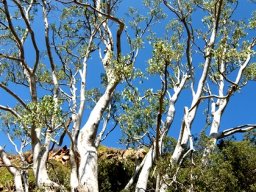 Ficus salicifolia