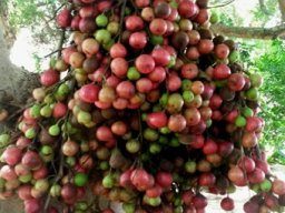 Ficus sur ripe fruit
