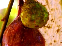 Ficus sur fruit and occupants