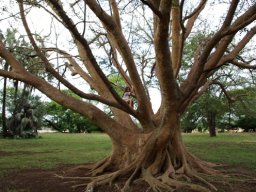 Ficus sycomorus stems