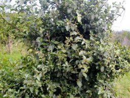 Ficus sycomorus young tree planted in Gauteng