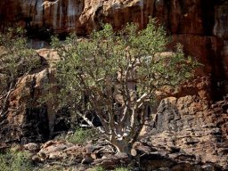 Ficus tettensis, the small-leaved rock fig