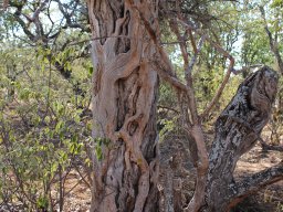 A strangler fig in action