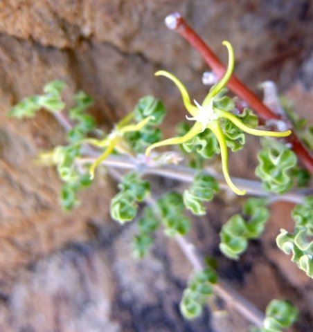 Fockea capensis action photo?