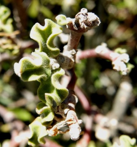 Fockea capensis leaves