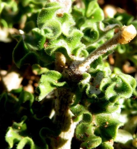 Fockea capensis leaves