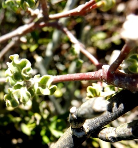 Fockea capensis