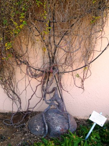 Fockea edulis caudex