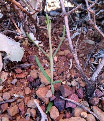 Fockea sinuata 