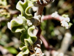 Fockea capensis leaves