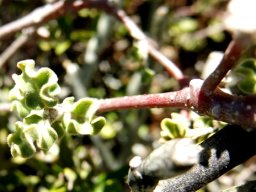 Fockea capensis