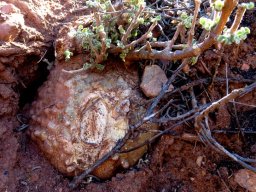 Fockea capensis caudex