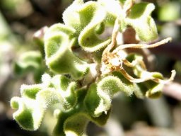 Fockea capensis withered flower