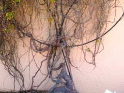 Fockea edulis caudex