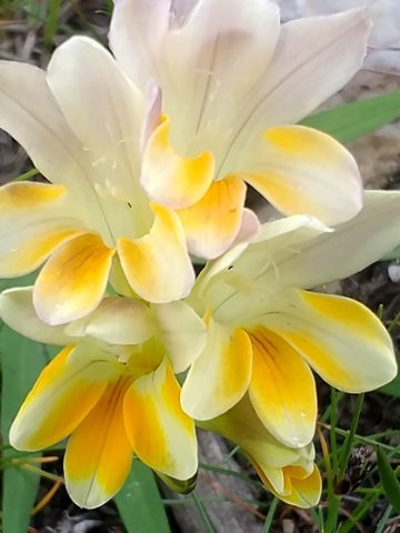 Freesia leichtlinii subsp. alba flowers