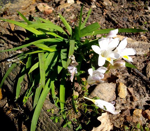 Freesia leichtlinii subsp. alba