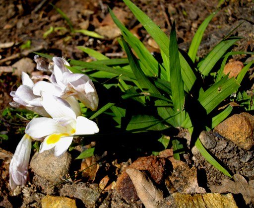 Freesia leichtlinii subsp. alba flowers