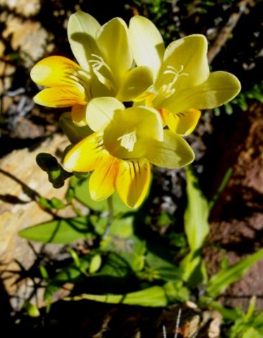 Freesia leichtlinii