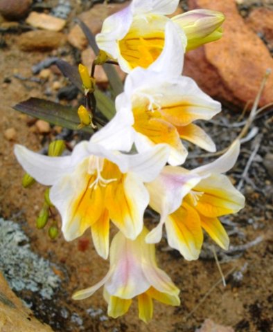 Freesia occidentalis