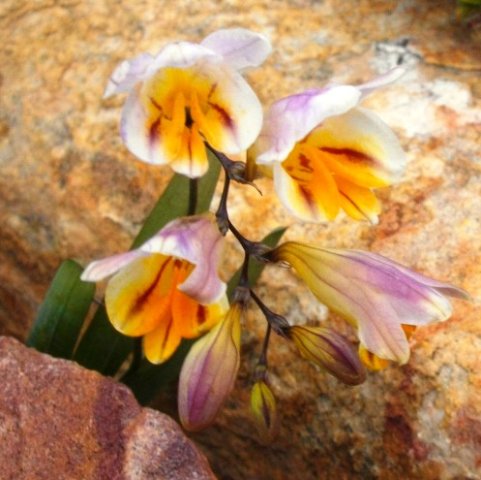 Freesia occidentalis colour variety