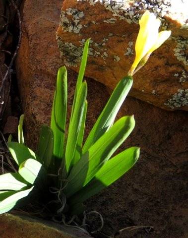 Freesia occidentalis leaves