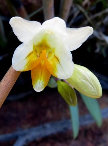 Freesia occidentalis formal greeting
