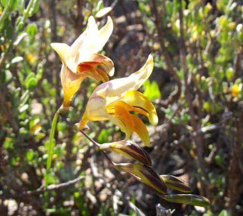 Freesia refracta inflorescence
