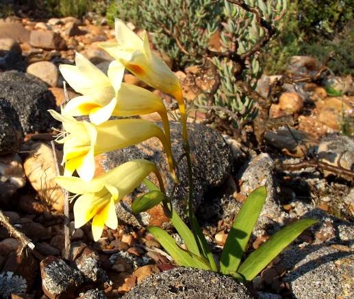Freesia speciosa