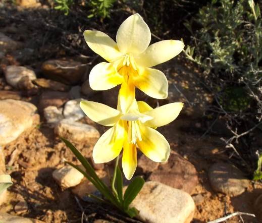 Freesia speciosa flowers
